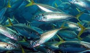 Image result for Trachurus mediterraneus