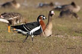 Attēlu rezultāti vaicājumam “Branta ruficollis adult”