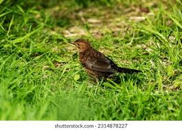 Attēlu rezultāti vaicājumam “Turdus merula juvenile”