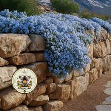 Image result for Aubrieta hybrida (cultorum)