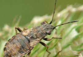 Attēlu rezultāti vaicājumam “Nithecus jacobaeae”