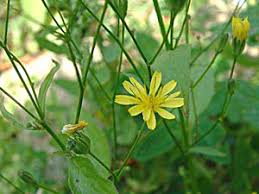 Attēlu rezultāti vaicājumam “Lapsana communis”