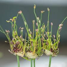 Attēlu rezultāti vaicājumam “Allium scorodoprasum”