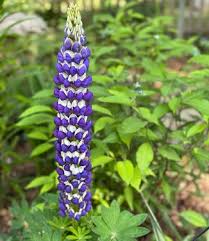 Attēlu rezultāti vaicājumam “Lupinus polyphyllus”