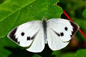 Attēlu rezultāti vaicājumam “Pieris brassicae”