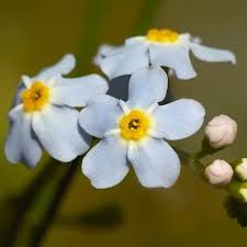 Attēlu rezultāti vaicājumam “Myosotis scorpioides bud”