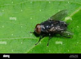 Attēlu rezultāti vaicājumam “Muscidae”