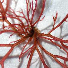 Attēlu rezultāti vaicājumam “Ceramium sp.”