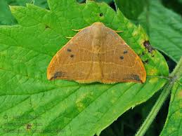 Attēlu rezultāti vaicājumam “Watsonalla binaria”