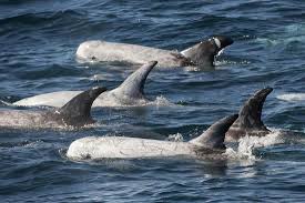 Image result for Grampus griseus