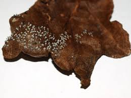 Attēlu rezultāti vaicājumam “Didymium serpula”