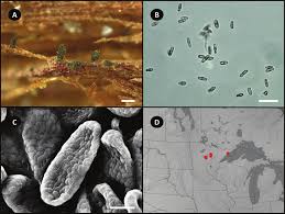 Attēlu rezultāti vaicājumam “Microcalicium disseminatum”