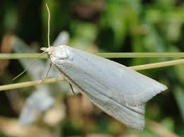 Attēlu rezultāti vaicājumam “Eana argentana”