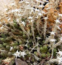 Attēlu rezultāti vaicājumam “Sedum acre bud”