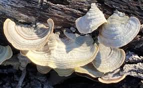 Attēlu rezultāti vaicājumam “Stereum fasciatum”