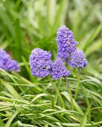 Attēlu rezultāti vaicājumam “Muscari armeniacum flower”