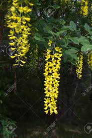 Attēlu rezultāti vaicājumam “Laburnum alpinum flower”