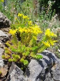 Attēlu rezultāti vaicājumam “Sedum sexangulare flower”