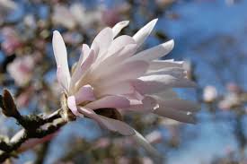 Attēlu rezultāti vaicājumam “Magnolia x loebneri flower”