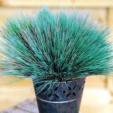 Attēlu rezultāti vaicājumam “Corynephorus canescens fruit”