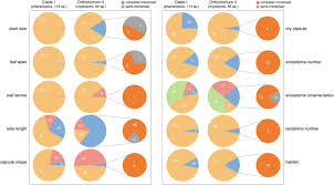 Attēlu rezultāti vaicājumam “Orthotrichum speciosum sporophyte”
