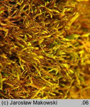 Attēlu rezultāti vaicājumam “Anomodon longifolius”