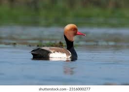 Image result for Netta rufina