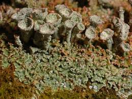 Attēlu rezultāti vaicājumam “Cladonia”