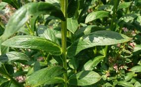 Attēlu rezultāti vaicājumam “Lythrum salicaria leaf”