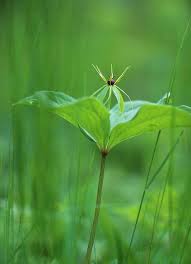 Attēlu rezultāti vaicājumam “Paris quadrifolia”