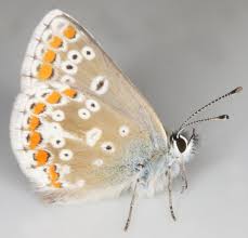 Attēlu rezultāti vaicājumam “Aricia artaxerxes  female”