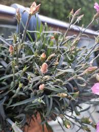 Attēlu rezultāti vaicājumam “Dianthus arenarius bud”