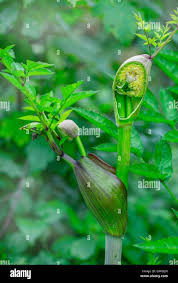Attēlu rezultāti vaicājumam “Angelica sylvestris leaf”