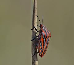 Attēlu rezultāti vaicājumam “Graphosoma lineatum”