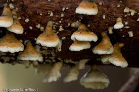 Attēlu rezultāti vaicājumam “Plicaturopsis crispa”