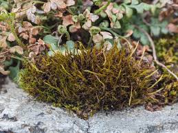 Attēlu rezultāti vaicājumam “Distichium capillaceum”