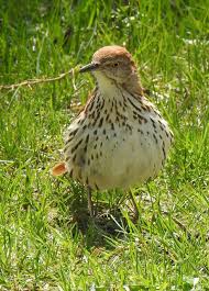 Image result for Toxostoma rufum