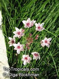 Attēlu rezultāti vaicājumam “Butomus umbellatus”