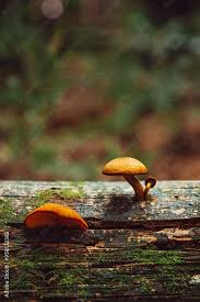 Attēlu rezultāti vaicājumam “Gymnopilus sapineus”