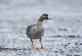 Attēlu rezultāti vaicājumam “Anser albifrons”