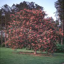 Attēlu rezultāti vaicājumam “Cribraria rubiginosa”