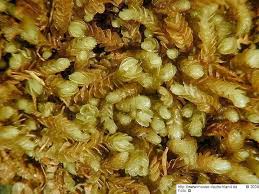 Attēlu rezultāti vaicājumam “Nardia scalaris”