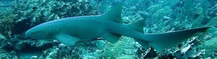 Image result for Ginglymostoma unami