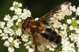 Attēlu rezultāti vaicājumam “Leucozona glaucia”