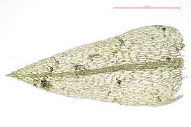 Attēlu rezultāti vaicājumam “Pohlia wahlenbergii var. calcarea”
