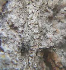 Attēlu rezultāti vaicājumam “Chaenotheca chlorella”