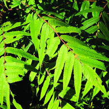 Attēlu rezultāti vaicājumam “Rhus typhina leaf”