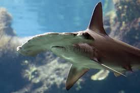 Image result for Sphyrna lewini