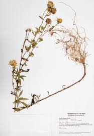 Attēlu rezultāti vaicājumam “Inula britannica”