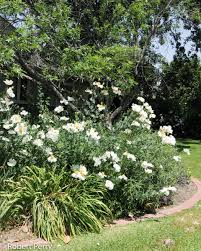 Image result for Romneya coulteri